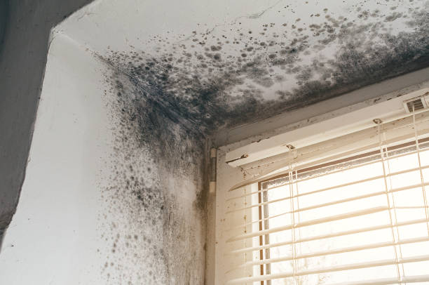 Affordable Commercial Mold Remediation solutions in Tall Timbers, MD